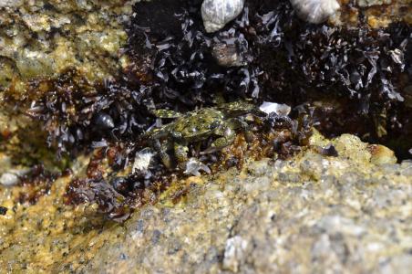 阿西罗马-tidepools, 螃蟹, 海洋, 海, 野生动物, 自然, 海藻