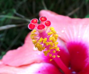 开花, 绽放, 花, 夏季, 自然, 粉色, 红色