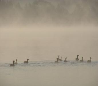自然, 春天, 早上, 水, 雾, 鸭子