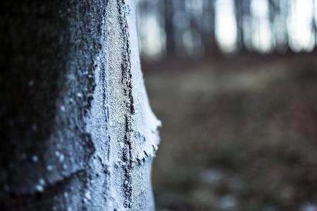 树, 雪, 自然, 斯洛伐克, 感冒, 树皮, 部落