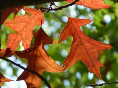 秋天, 叶子, 红橡木, 秋天的落叶, 秋天的颜色, 红色, 自然