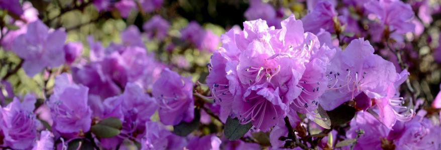 杜鹃, 开花, 绽放, 花, 春天, 紫色, 紫色的杜鹃花