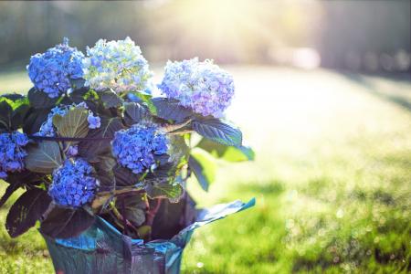 绣球花, 蓝色, 紫色, 花, 壶, 早上, 阳光