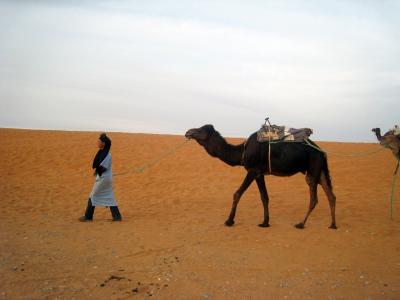 摩洛哥, 撒哈拉沙漠, 沙漠, 景观, 骆驼