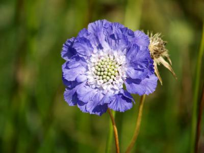 蓝色 scabiosa, 花, 蓝色, 夏季, 植物, 自然