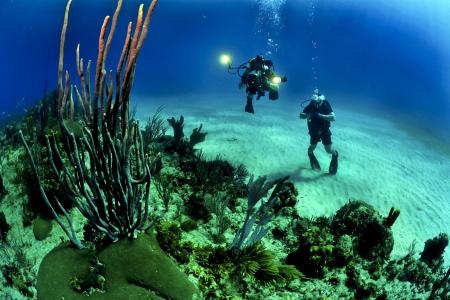 珊瑚, 潜水员, 跳水, 探索, 海洋, 人, 海