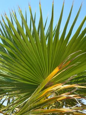 风扇棕榈, 棕榈叶, 绿色, 结构, 天空, 棕榈叶, 棕榈