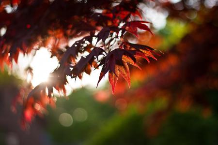 枫树, 叶子, 叶子, 红色, 秋天, 秋天, 赛季