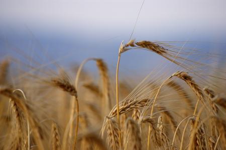 小麦, 成熟, 收获, 夏季, 玉米田, 谷物, 可耕