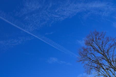 蓝色, 云彩, 分公司, 树, 天空, 背景, 白色