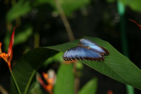 蓝色蝶蝴蝶, 昆虫, 翅膀, 自然, 天线, 叶, 宏观