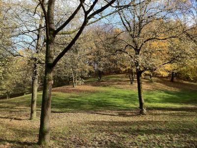 慕尼黑, 公园, 树木, 边坡, 叶子, 秋天的心情, 绿色