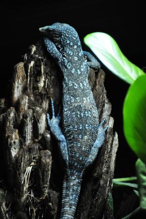 蓝色 baumwaran, 蓝色斑点 baumwaran, 树监视器, 监视器, 蜥蜴, 爬行动物, 蓝色