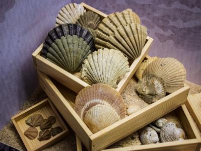 贝壳, 案例, 海, 海洋, 自然, 集合, 环境博物馆