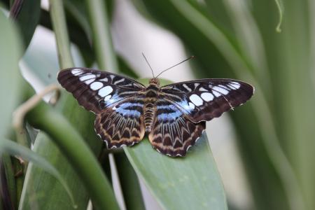 蝴蝶, 昆虫, 自然, 蝴蝶-昆虫, 动物, 动物的翼, 大自然的美