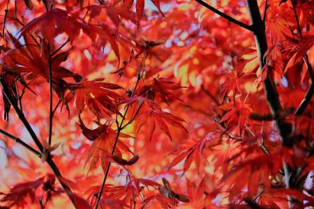 秋天, 枫树, 叶子, 红色, 叶子, 叶, 更改