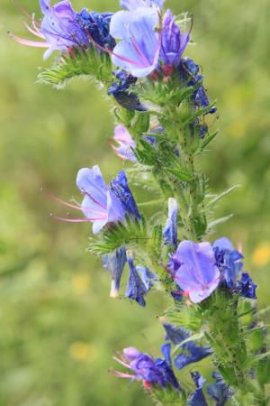 蓝色, blueweed, bugloss, echium, 花, 草药, 毒蛇