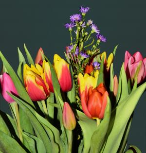 郁金香, 花束, 春天的问候, 花, 郁金香, 花瓣, 大自然的美