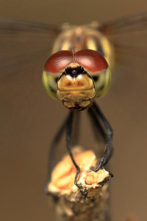 蜻蜓, 蜻蜓眼睛, 昆虫, 红蜻蜓, 词缀, 宏观, 复眼