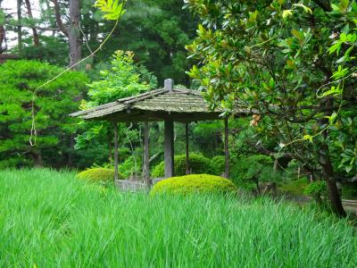 日本, 花园, 住房, 木材, 绿色