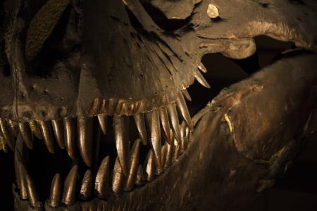伦敦, 博物馆, 历史, 恐龙, 自然历史博物馆, 骨头, 牙齿