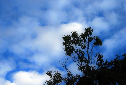 树, 天空, 蓝色, 云彩, 白色, 分散
