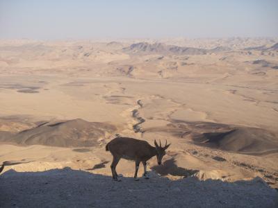 沙漠, neguev, 以色列, 沙子, 热, mitzpe 雷蒙, 动物