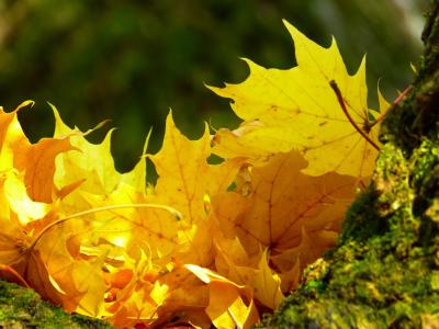 叶子, 多彩, 黄色, 秋天, 树