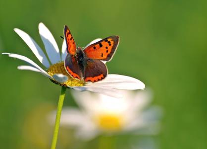 昆虫, 自然, 生活, 蝴蝶-昆虫, 动物的翼, 动物, 夏季