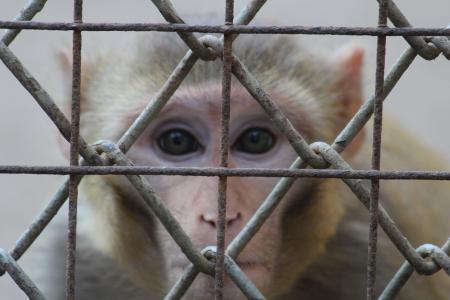 猴子, 盯着看, 脸上, 栅栏, 笼子里, 猿, 印度