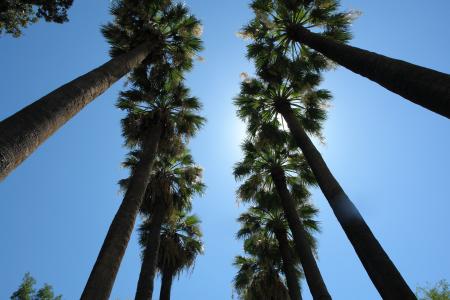 棕榈树, 天空, 旅行, 夏季, 热带, 度假, 天堂