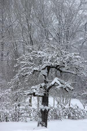 冬天, 雪, 树, 寒冷, 感冒, 白色, 景观