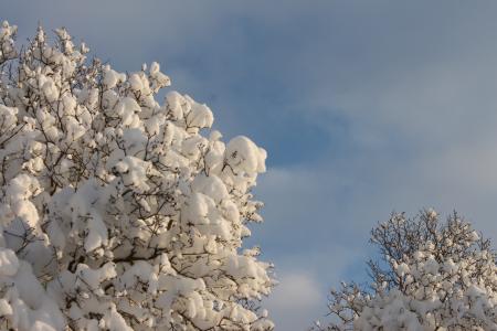 雪, 树, 冬天, 天空, 感冒, 自然, 赛季
