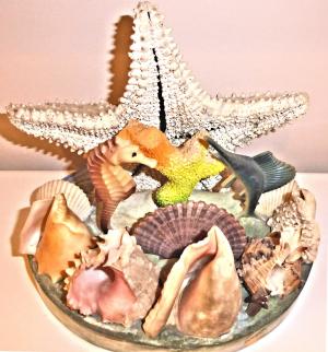正宗海贝壳, 星鱼, 大西洋, 饰品