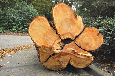 树, 砍倒, 切, 日志, 木材, 木材, 木材