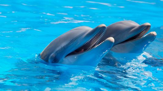 动物, 可爱, 海豚, 鱼, 哺乳动物, 海洋生命, 户外