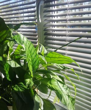 办公室, 百叶, 窗口, 室内植物, 窗台, 阳光灿烂的日子, 大绿叶
