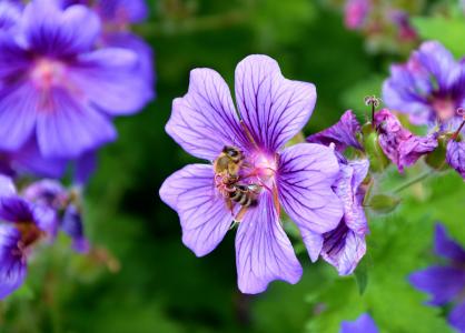 野, 蜜蜂, 春天, 开花, 绽放, 花蜜, 花粉