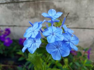 蓝色发呆, 花, 蓝色, 开花, 绽放, 植物, 花园
