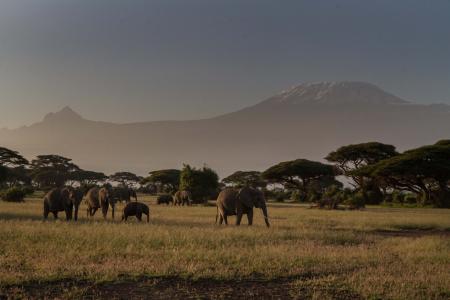 非洲, 非洲布什大象, 大五人格, 大象, 肯尼亚, 自然, 东非
