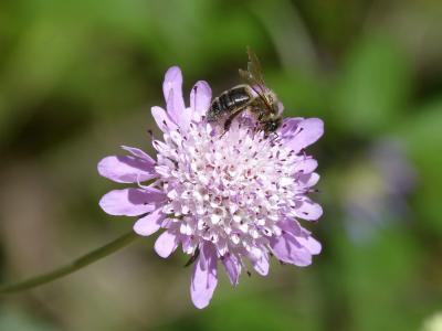 蜜蜂, libar, 花粉, 野生花卉, 详细, 美