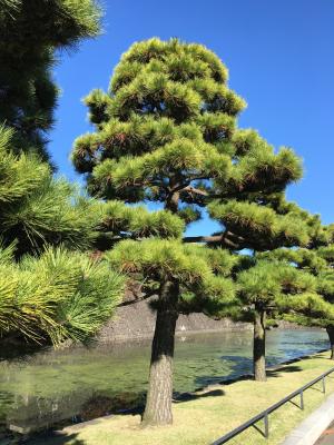 树木, 景观, 日本