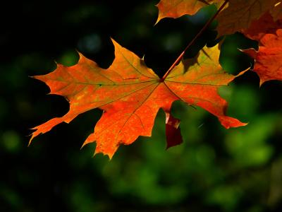 秋天, 叶, 多彩, 叶子, 枫树, 红叶, 秋天的落叶