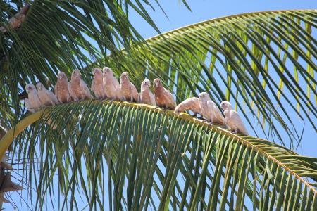 鸟类, 阳光明媚, 热带, 鹦鹉, 棕榈树