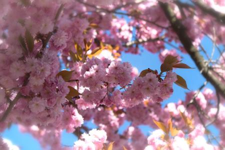 日本樱花, 樱桃, 玫瑰的温室, 开花, 绽放, 春天, 花