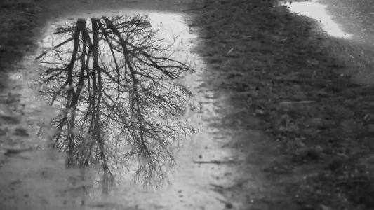 镜像, 水坑, 黑色和白色, 雨, 树, 审美
