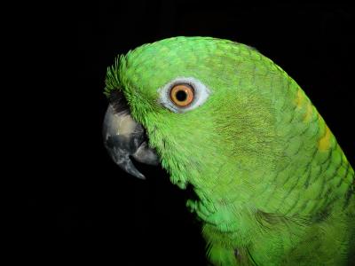 黄脖子 amazone, 鹦鹉, amazone, 鸟, 绿色, 条例草案, 羽毛