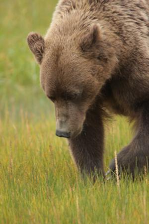 海滨棕熊, 野生动物, 自然, 野生, 阿拉斯加, 熊, 行走