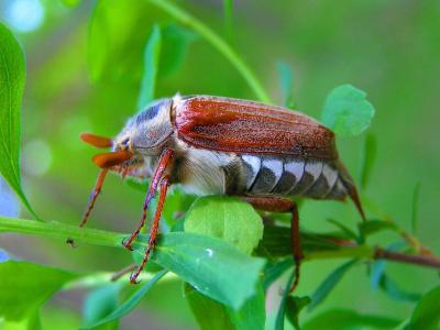 麦斯基, 甲虫, 微距摄影, 昆虫, 自然, 动物, 野生动物
