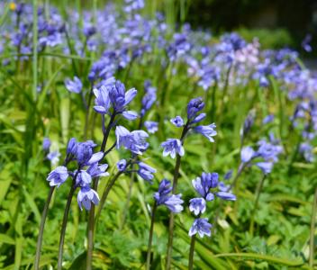 蓝铃花, 花, 春天, 花园, 自然, 紫色, 花